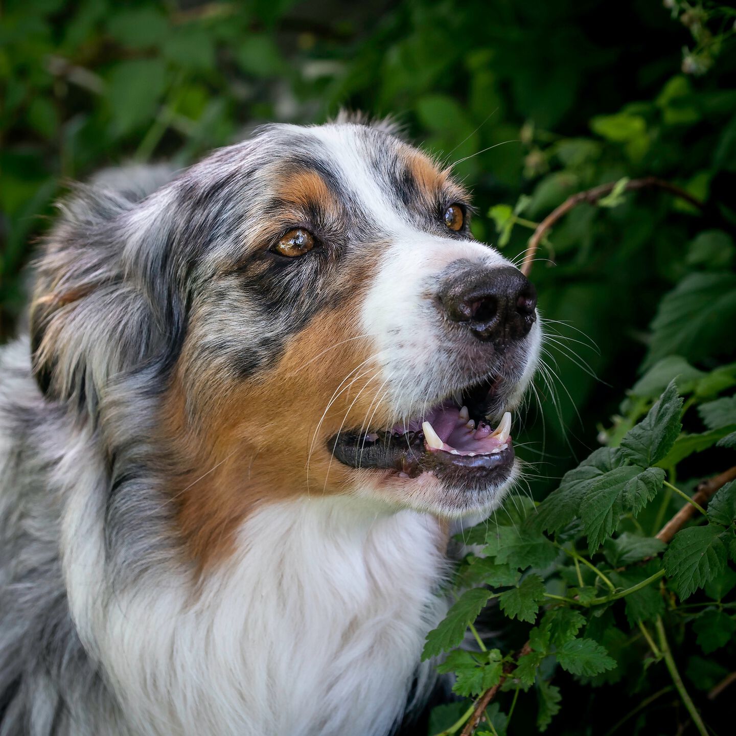 <b>WHICH PLANTS ARE POISONOUS TO DOGS?</b><br><br>Discover which household and garden plants could be harmful to your pooch – and learn how to keep them safe...</br>
